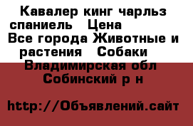 Кавалер кинг чарльз спаниель › Цена ­ 50 000 - Все города Животные и растения » Собаки   . Владимирская обл.,Собинский р-н